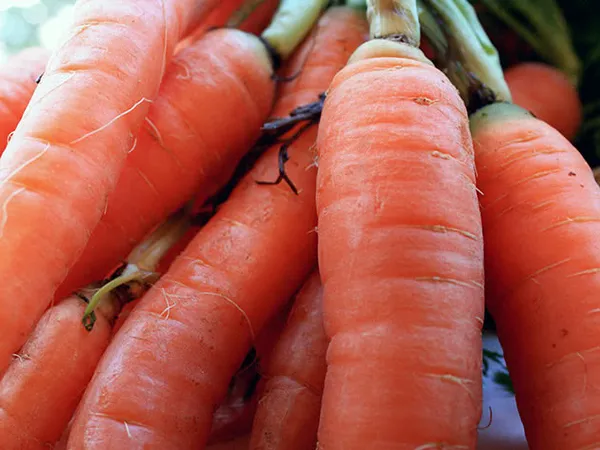 Все о моркови. Где растет морковь. 9