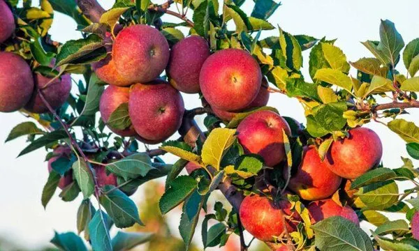 Сорт яблок Беркутовское: фото и описание, отзывы. Беркутовское яблоня описание. 8