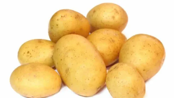 Идеальный сорт картофеля для закупки на зиму: «Джелли». Картофель джелли описание. 18