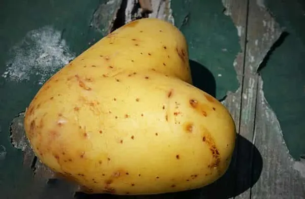 История появления картофеля. Где впервые был обнаружен картофель. 15