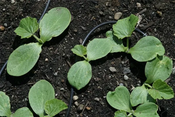 Особенности выращивания тыквы в открытом грунте. Когда сажать тыкву. 15