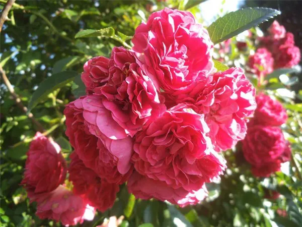 Роза Эксцельза (Excelsa) — описание сорта. Роза плетистая эксцельза. 7