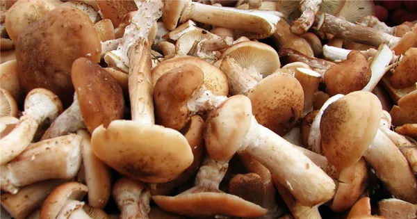 Сколько хранятся грибы. Сколько хранятся грибы в холодильнике. 8