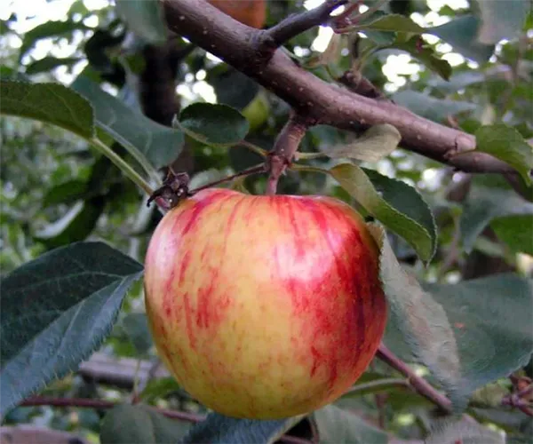 Высокоурожайный вид, устойчивый к неблагоприятным внешним факторам: яблоня Орлинка. Орлинка яблоня описание. 20