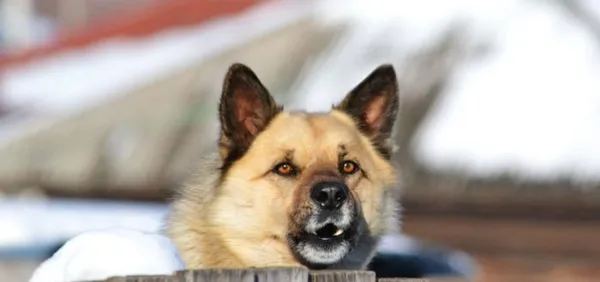 Сторожевые собаки: разновидности и особенности. Сторожевые породы собак. 15
