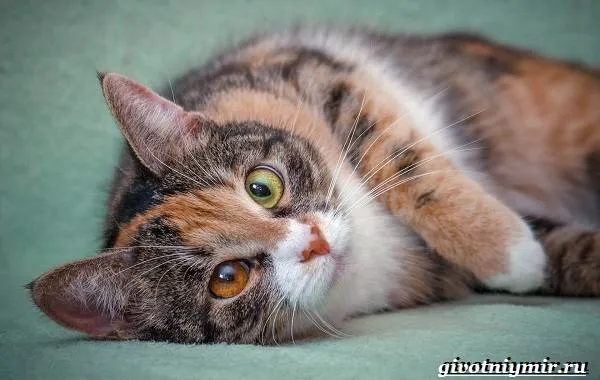 Трехцветная кошка. Особенности, приметы и характер трехцветных кошек. Бывают ли трехцветные коты. 10