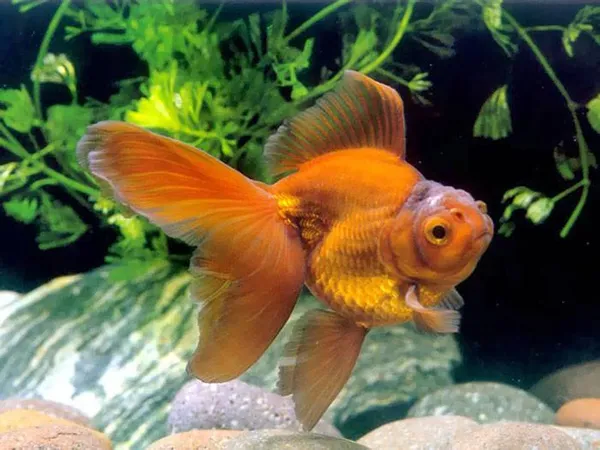 Золотые рыбки: виды. Золотая рыбка фото. 9
